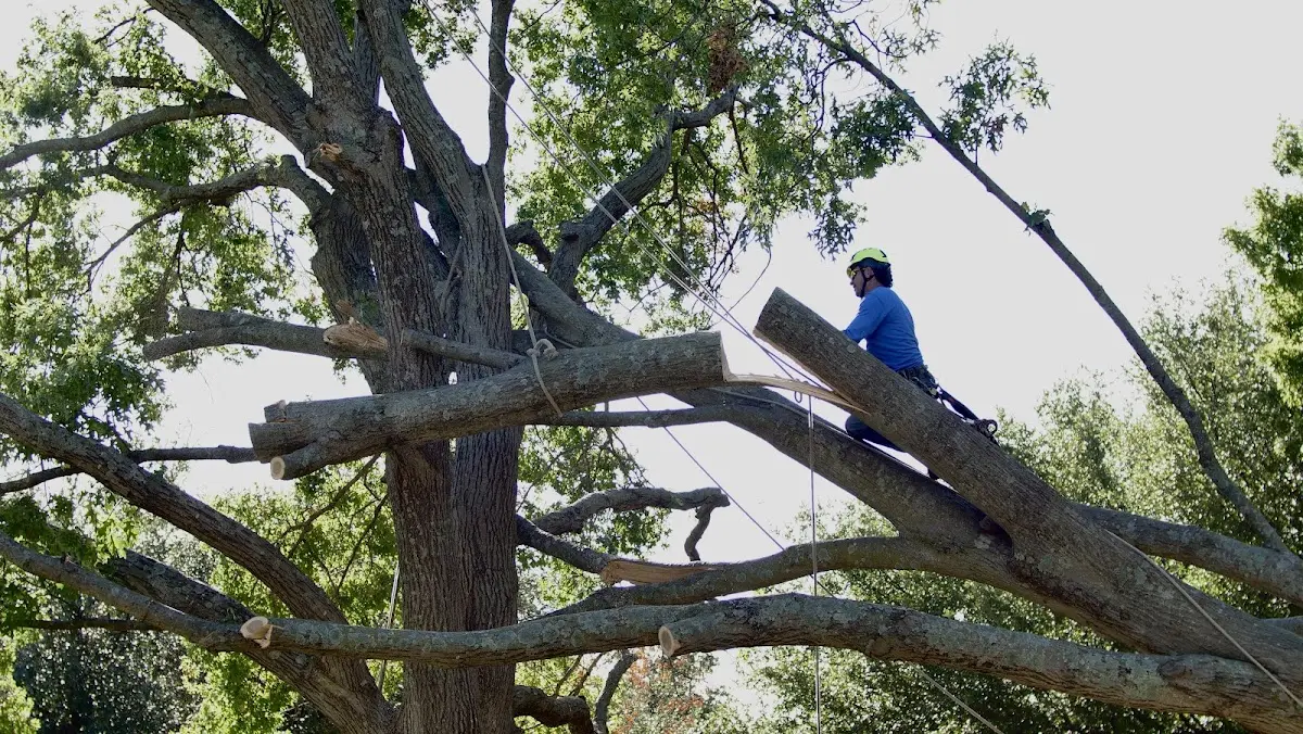Professional Crown Thinning performed by certified arborists in Freeport