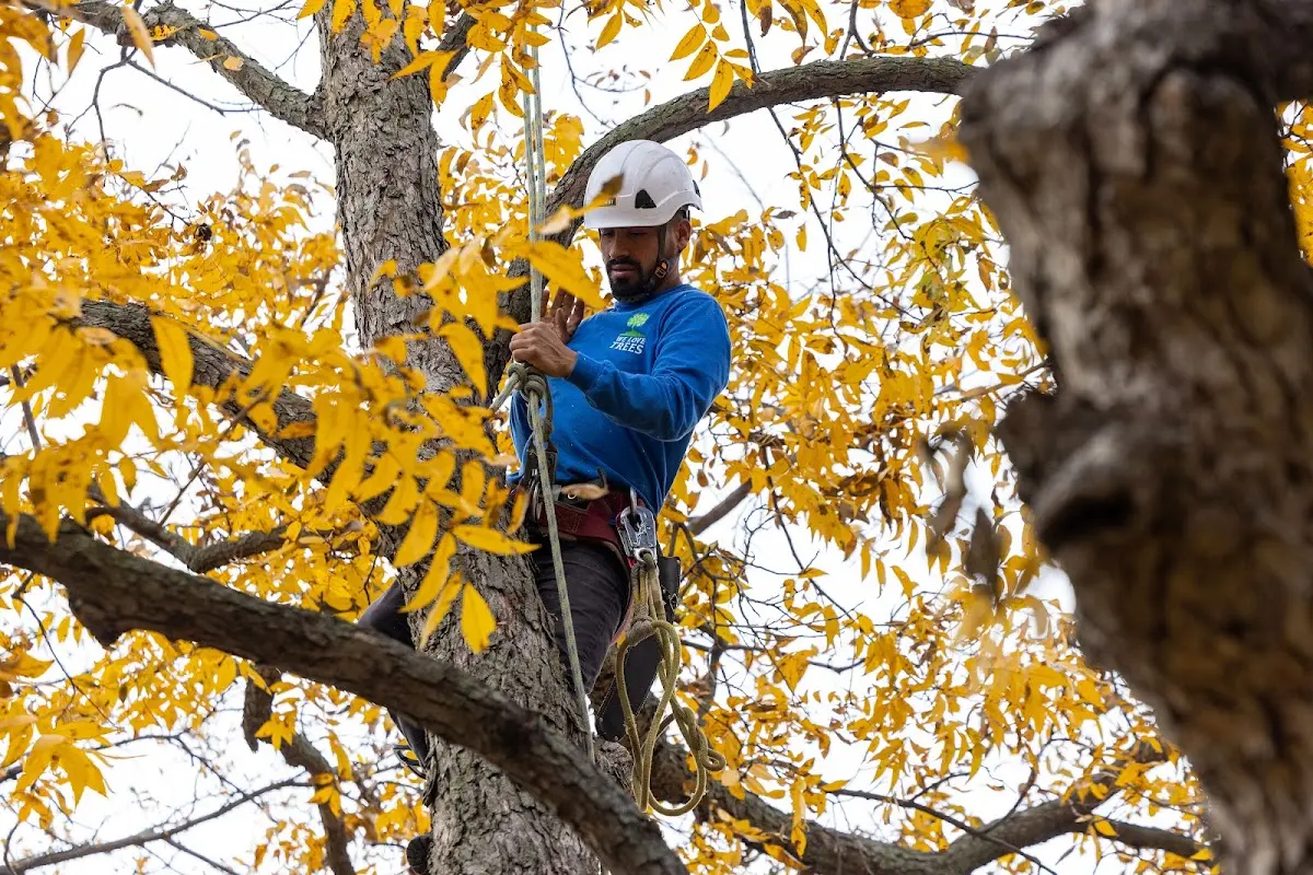 Skilled Tree Planting crew working in Freeport